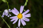 Late purple aster